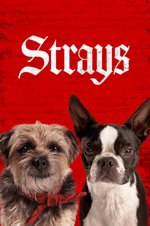 Strays (2023) Hindi Dual Audio HDRip – 480p